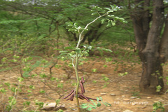 Indigofera coerulea